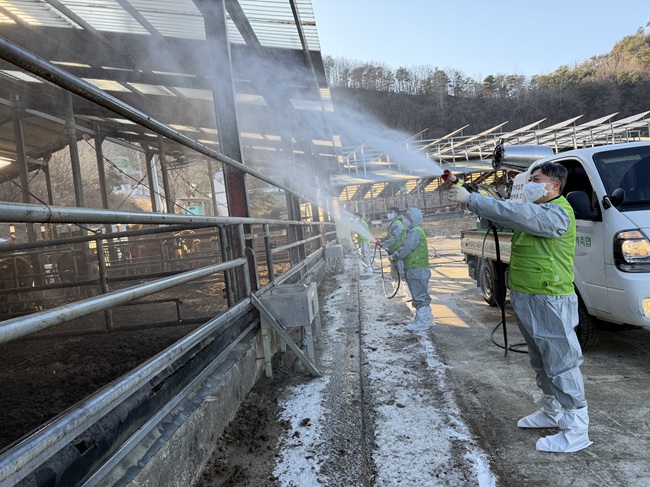 ▲ 농협중앙회 강원본부가 3일 동해삼척태백축산농협 생축장을 방문해 동절기 가축 질병 차단방역을 위한 방역 상황을 점검하고 소독시연회를 실시했다. ⓒ농협 강원본부