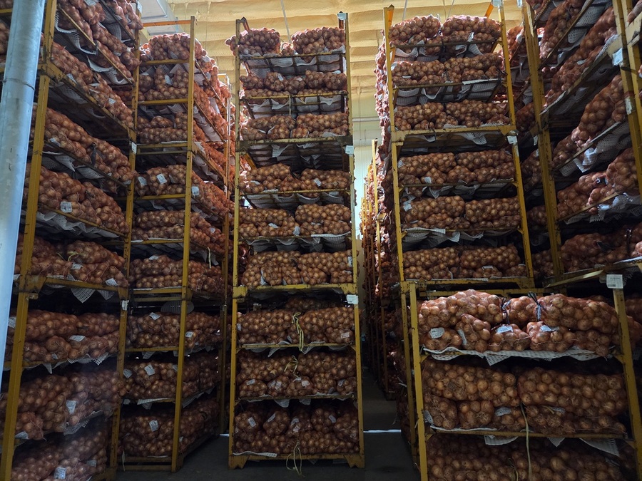 ▲ 저장고에서 보관되고 있는 양파들. 양이 어마어마하다. ⓒ남수지 기자