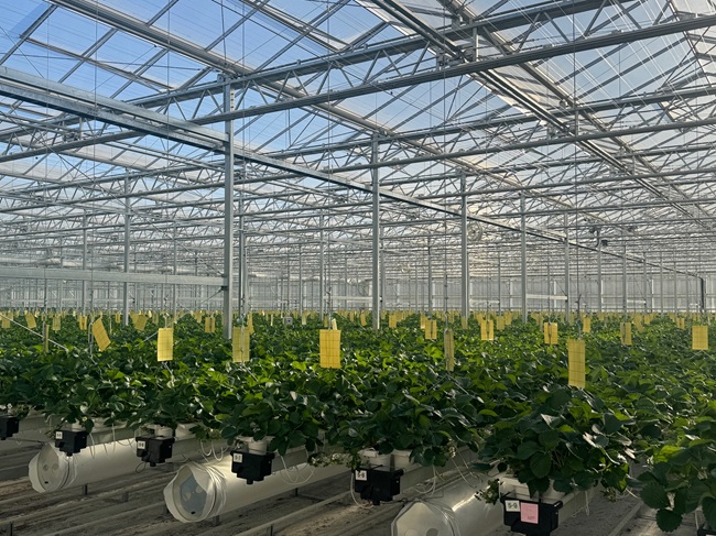 ▲ 스마트 팜 내부 모습. ⓒ양구군