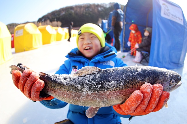 ▲ 휴일인 8일 강추위에도 불구하고 강원 평창군 진부면 오대천 일원에 열린 평창송어축제를 찾은 어린이가 잡아올린 송어를 들어 보이고 있다. 9일 폐막하는 올해 축제는 25만 여명이 방문해 22억 여 원의 매출을 올린 것으로 나타났다. ⓒ평창문화재단