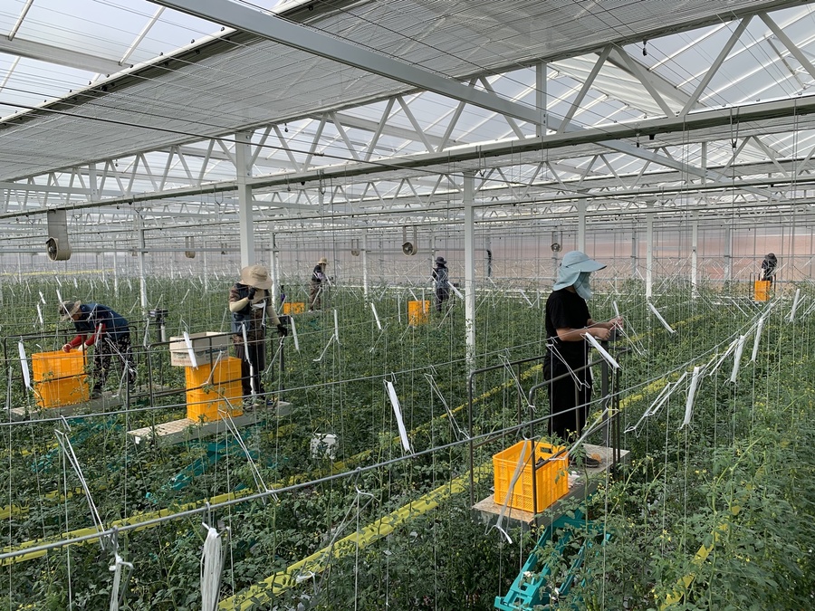 ▲ 경상북도는 농림축산식품부가 공모한 ‘스마트농업 육성지구’ 지정 사업에 상주시가 최종 선정돼 국비 100억 원을 확보했다(스마트농업지구).ⓒ경북도