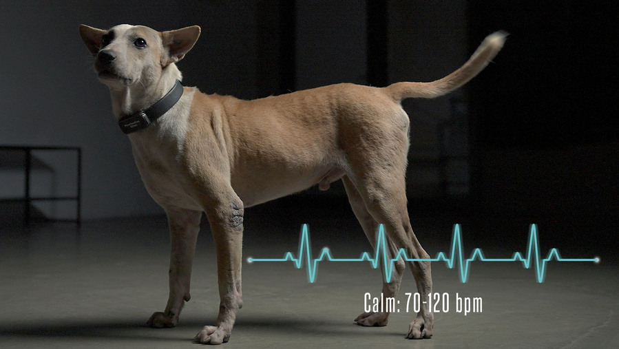 ▲ 유기견 학대 막는 'Pawtective Siren' 캠페인. ©Fortuna Indonesia