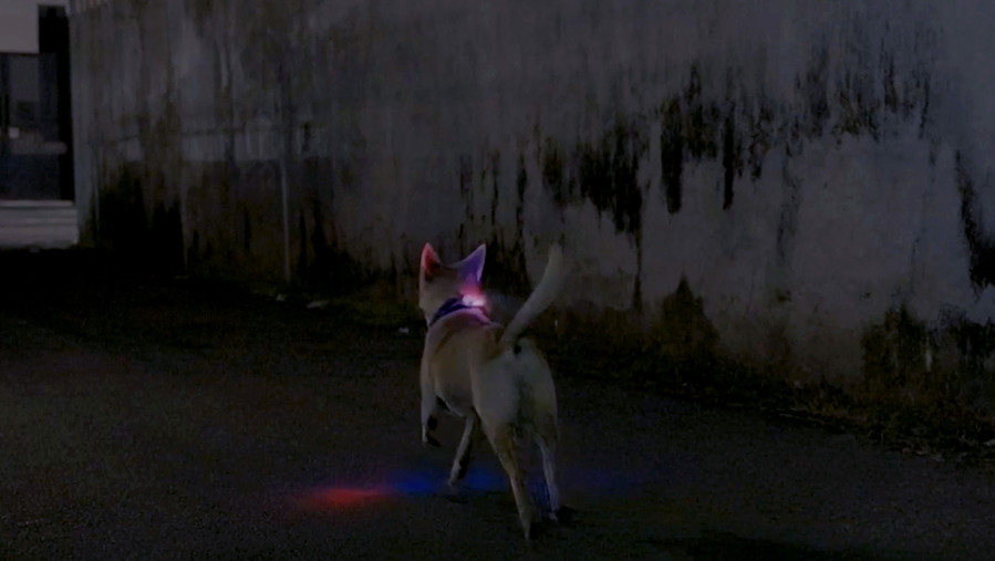 ▲ 유기견 학대 막는 'Pawtective Siren' 캠페인. ©Fortuna Indonesia