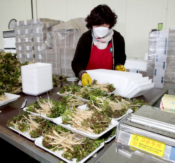 ▲ 태안군 농산물 산지유통센터에서 달래와 냉이를 선별하고 있다.ⓒ태안군