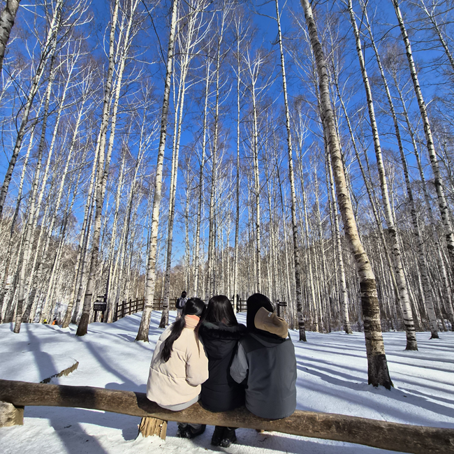 ▲ 자작나무숲을 활용한 설경 중심의 숲 여행 프로그램. ⓒ인제군