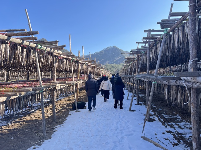 ▲ 황태덕장 모습. ⓒ인제군