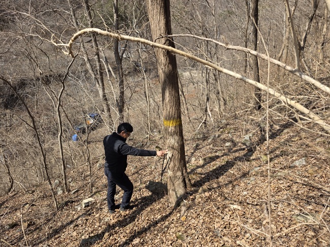 ▲ 고로쇠 수액 채취 모습. ⓒ북부지방산림청