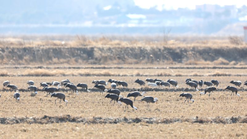 ▲ 천수만을 찾은 흑두루미 모습.ⓒ서산시