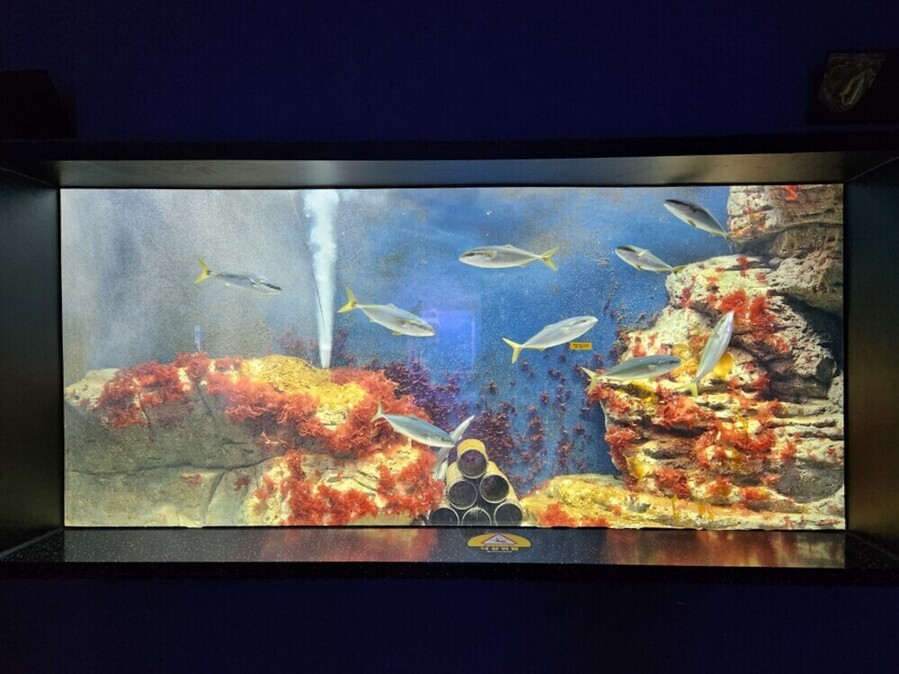 ▲ 해양수산과학관 토산어종 전시- 잿방어ⓒ전라남도 제공