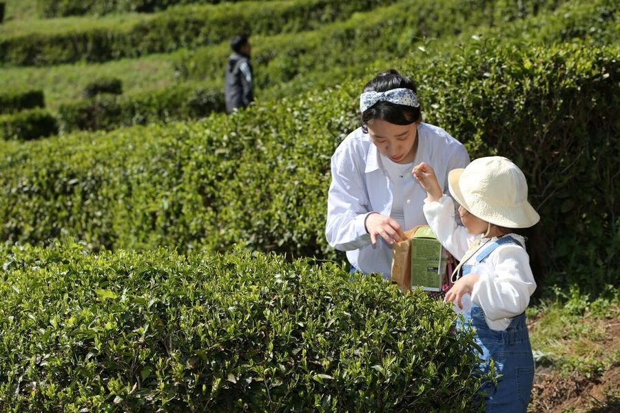 보성군, 제49회 보성다향대축제 5월 1~5일 개최