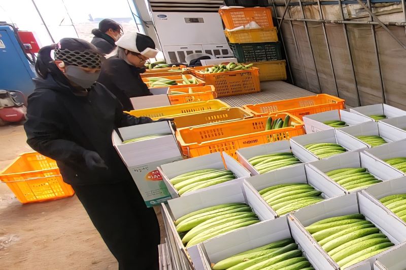천안 ‘하늘그린오이’ 한파 뚫고 본격 출하… 전국 최대 생산지 위상 확인