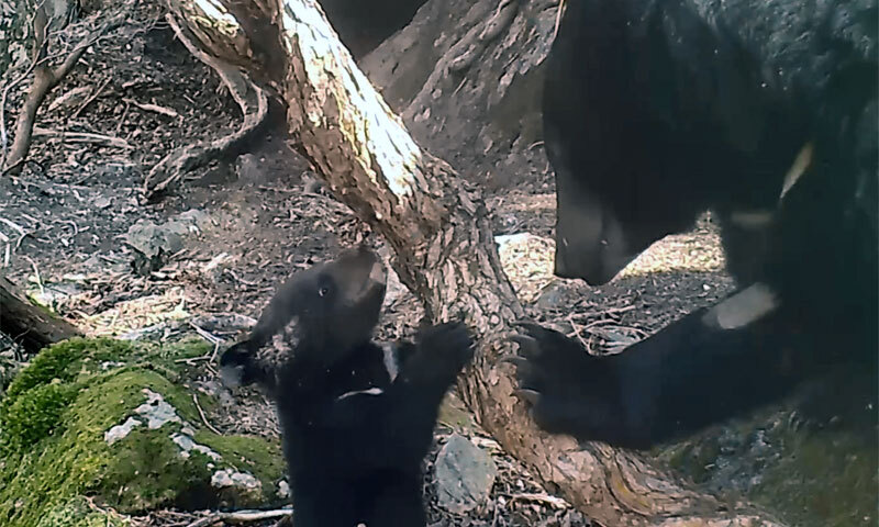 ▲ 지리산 반달가슴곰이 새끼와 놀아주고 있다. ⓒ국립공원공단