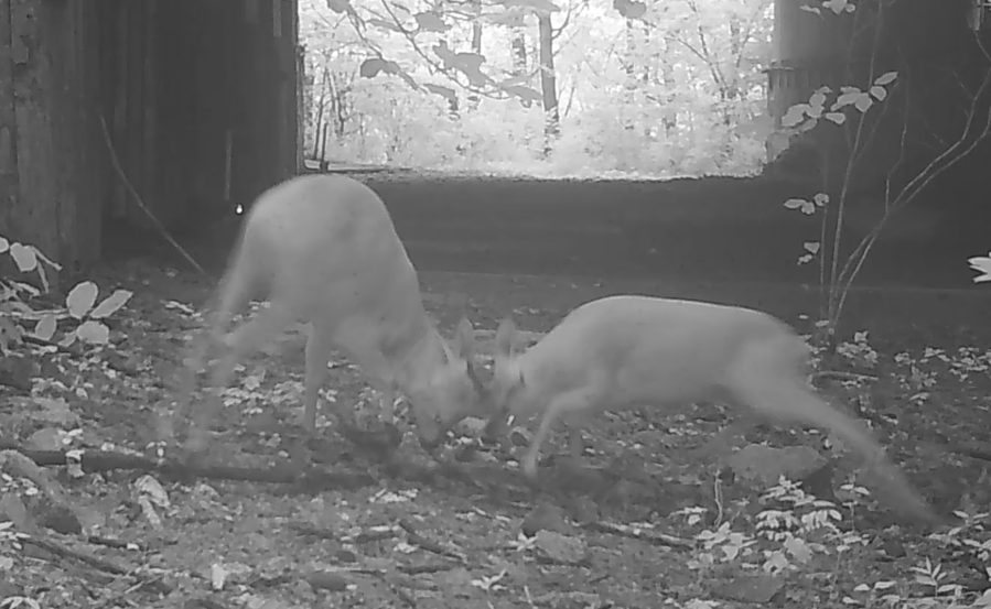 ▲ 소백산에서 수컷 노루 두 마리가 싸우고 있다. ⓒ국립공원공단