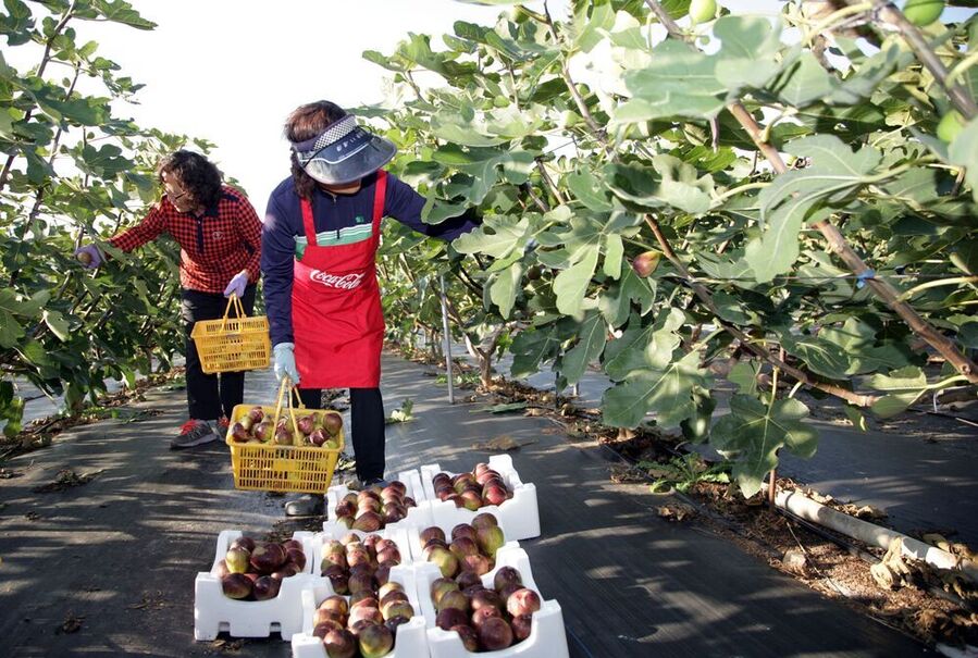 ▲ 농업 활동ⓒ전라남도 제공