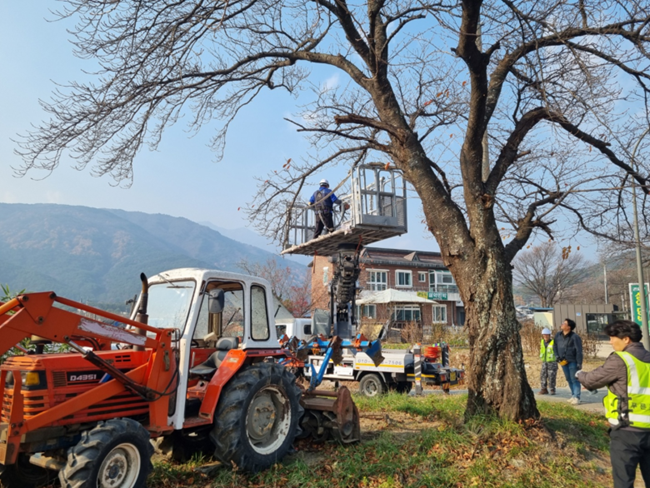 ▲ 전정 작업 모습. ⓒ속초시