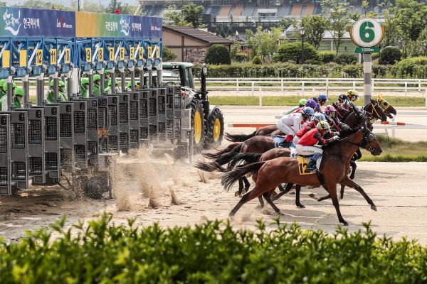 ▲ 경주마들이 출발대를 나서는 모습.ⓒ한국마사회
