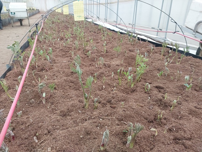 ▲ 홍천군농업기술센터가 겨울철 농한기 농가 소득원 창출을 위해 육성하고 있는 땅두릅을 본격 출하한다. ⓒ홍천군