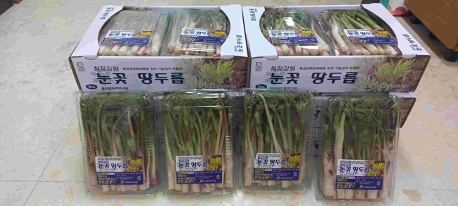 ▲ 현재 서울 가락동 농수산물 도매시장에서 홍천 땅두릅은 2kg당 3만8000 원 선에 거래되고 있다. ⓒ홍천군