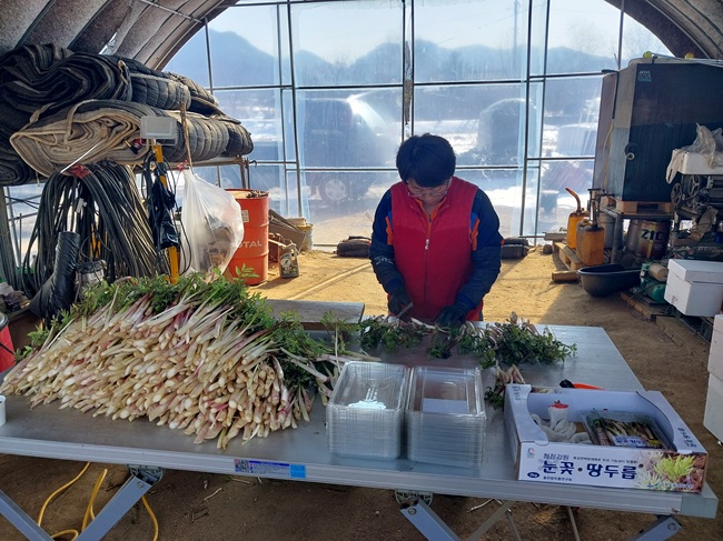 ▲ 홍천군농업기술센터가 겨울철 농한기 농가 소득원 창출을 위해 육성하고 있는 땅두릅을 본격 출하한다. ⓒ홍천군