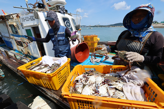 ▲ 인천 앞바다에서 어민들이 잡을수 있는 꽃게 총허용어획량(TAC)이 올해 크게 줄었다. 꽃게잡이 어선에서 어민들이 잡은 꽃게를 손질하고 있다. ⓒ연합뉴스 제공