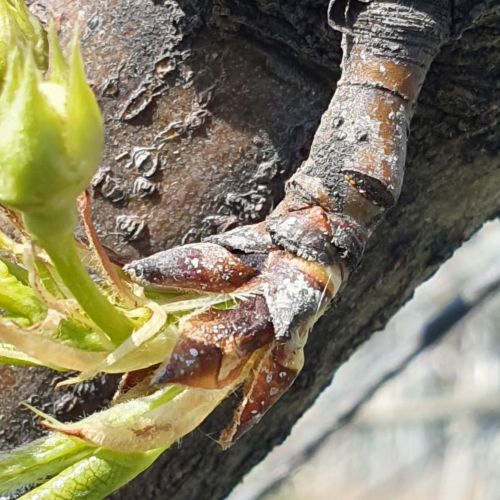 ▲ 주경배나무이 알 모습.ⓒ충남도