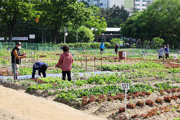 ▲ 인천시 남동구 실버농장에서 한 노인이 경작을 하고 있다. ⓒ인천 남동구 제공