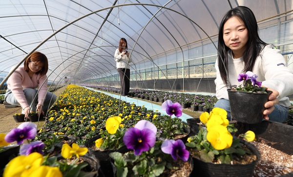 ▲ 삼괴동 양묘장에서 봄꽃 재배 작업이 진행되고 있는 모습.ⓒ동구