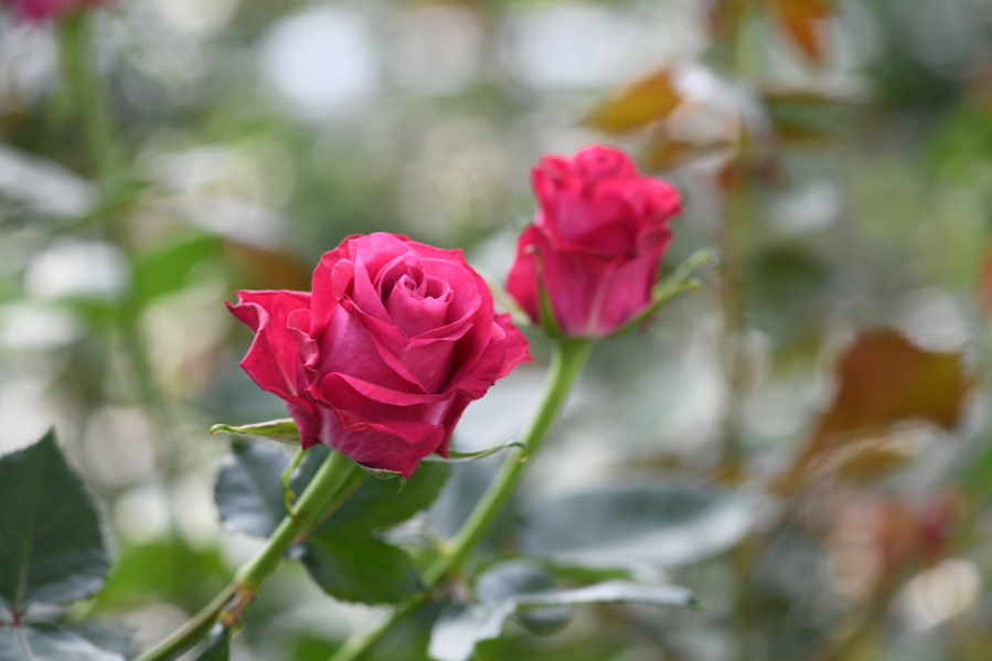 ▲ 고양시농업기술센터가 올해 자체 개발한 핑크캐니언 품종 ⓒ고양특례시 제공