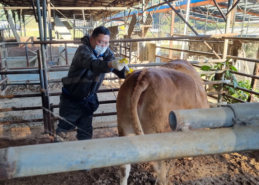 ▲ 영주시는 올해 인천 강화군과 경기 고양시에서 구제역이 연달아 발생함에 따라, 상반기 구제역 예방백신 일제접종 시기를 앞당겨 2월 22일부터 3월 15일까지 3주간 실시한다.ⓒ영주시