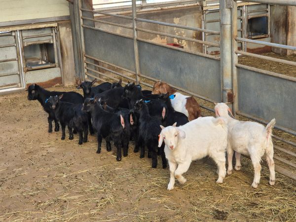 ▲ 염소.ⓒ농림축산식품부