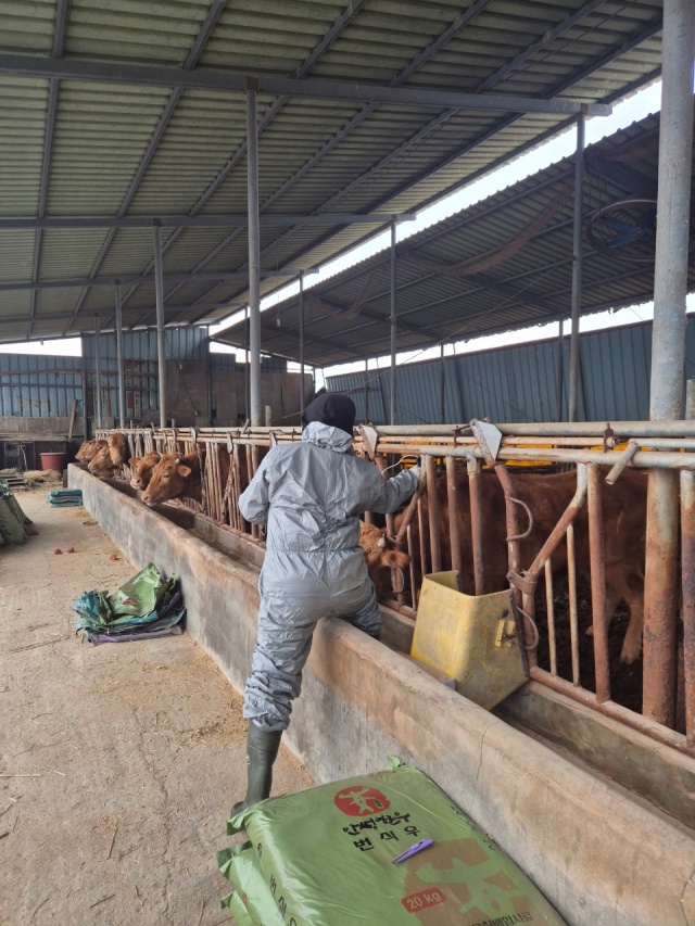 ▲ 구제역 발생 예방을 위한 긴급 일제 백신접종ⓒ안성시 제공