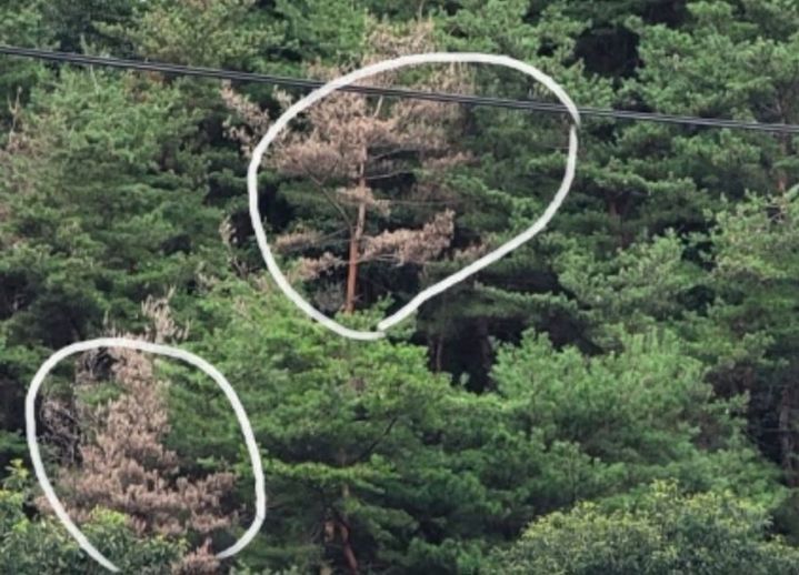 ▲ 강원특별자치도(도지사 김진태)가 소나무재선충병, 산사태, 산불 등 3대 산림 재해로부터 도민의 생명과 재산을 보호하기 위해 올해 총 1155억 원을 투입해 산림 재해 예방에 총력 대응한다고 밝혔다. 사진은 지난해 홍천 지역에서 발생한 소나무재선충병 모습. ⓒ뉴시스