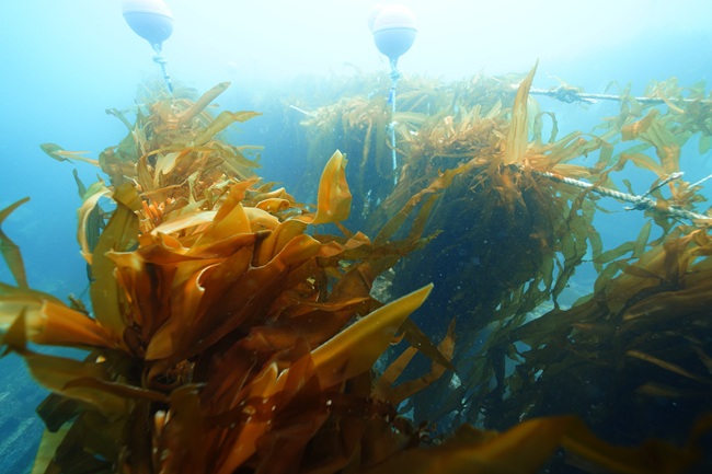 ▲ 유용해조류 설치사업 모습. ⓒ삼척시