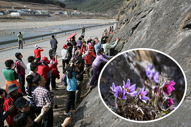 ▲ 동강할미꽃 축제. ⓒ정선군