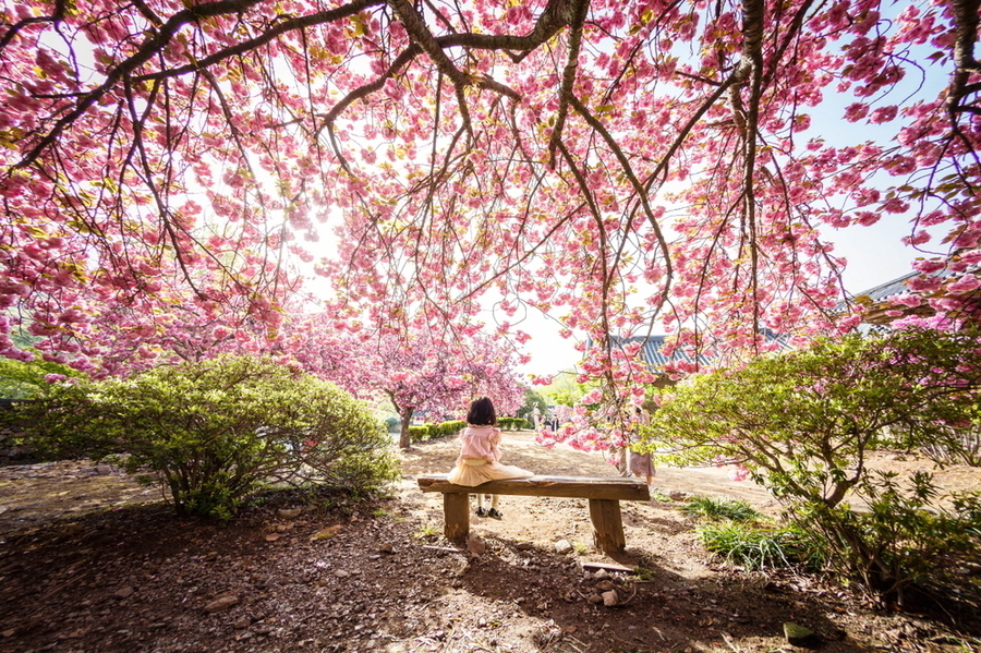 ▲ 남도한바퀴－순천 선암사 홍매화ⓒ전라남도 제공