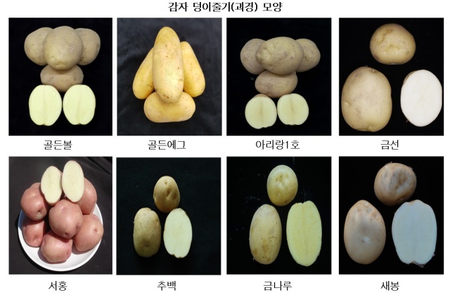 ▲ 현장 적응 시험 재배에 보급된 국산 씨감자 품종. ⓒ광주시 제공