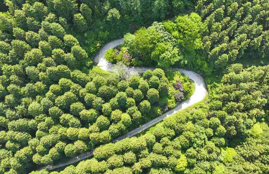 ▲ 장성 축령산 편백숲ⓒ장성군 제공