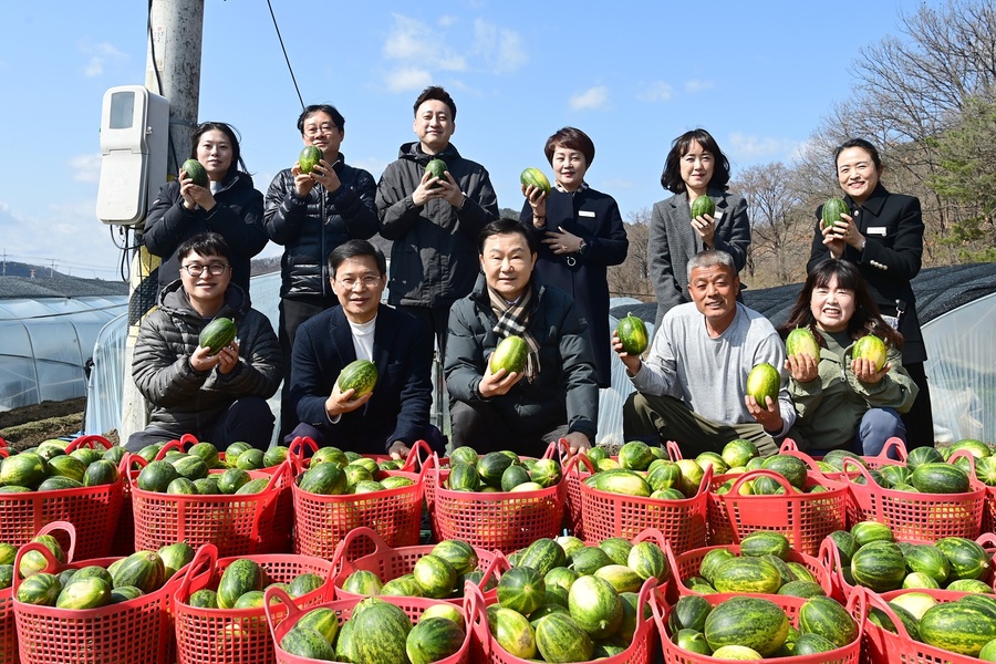 ▲ 경북 고령군 성산면 득성리에서 고령을 대표하는 봄 제철 과일인 ‘파파야 멜론’이 올해 첫 수확을 시작하며 본격적인 출하에 들어갔다.ⓒ고령군