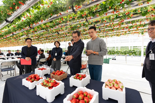 ▲ 5일 김홍규 강릉시장이 연곡면 동덕리 소재 딸기재배 농가에서 강릉 딸기연구회 회원 및 관계 공무원 등 30여 명이 참석한 가운데 현장 소통 간담회를 진행했다.
ⓒ강릉시
