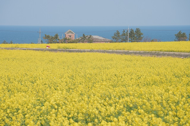▲ 포항 호미곶 유채꽃밭 전경.ⓒ경북관광공사
