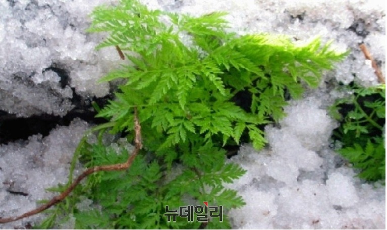▲ 긴겨울잠에서 깨어난 울릉도 전호나물ⓒ뉴데일리