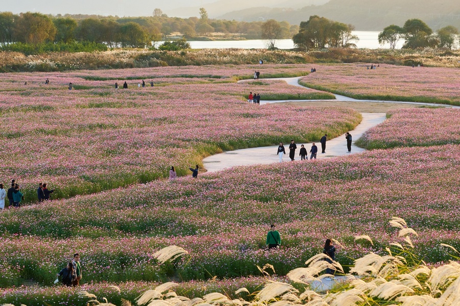 고령군 다산 은행나무숲, 여행지 검색 순위 TOP 30 첫 진입