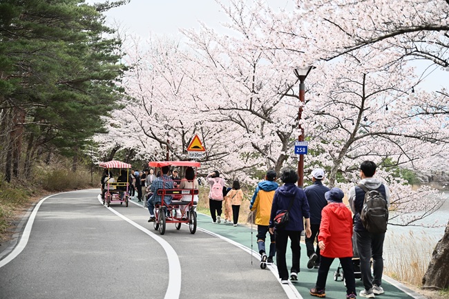 ▲ 지난해 열린 영랑호 벚꽃축제 장면. ⓒ속초시