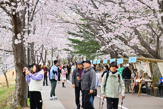 ▲ 지난해 열린 영랑호 벚꽃축제 장면. ⓒ속초시