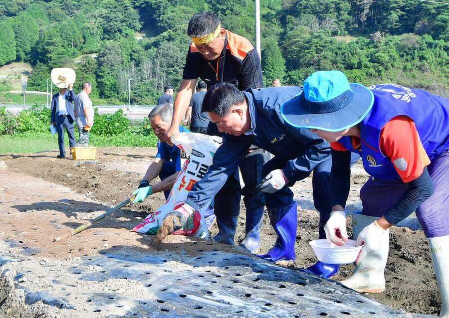 ▲ 김한종 장성군수가 2024년 북하면 단전리 산나물 체험장에서 일손을 거들고 있다.ⓒ장성군 제공