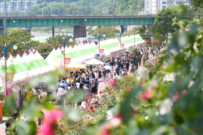 ▲ 지난해 열린 삼척장미축제 모습. ⓒ삼척시