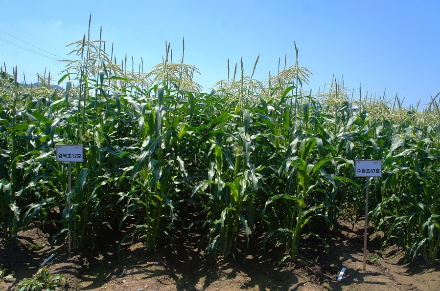 ▲ 초당옥수수는 재배기간이 80~90일 내외로 찰옥수수보다 15일 정도 짧아 이모작이나 이기작에 유리하다.ⓒ경북도