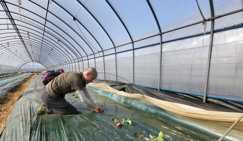 ▲ 천안지역 특화작목인 ‘하늘그린 멜론’을 하우스에 정식하고 있는 모습.ⓒ천안시