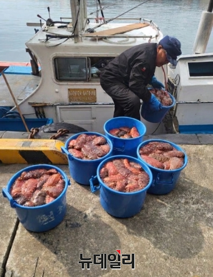 ▲ 홍해삼 작업이 한창인 울릉도 천부어촌계.ⓒ뉴데일리