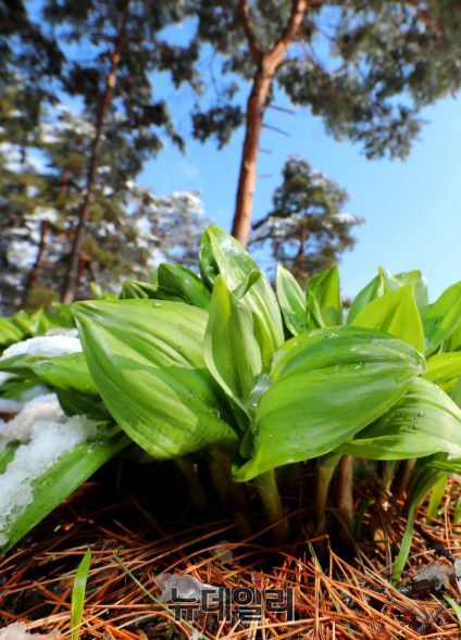 ▲ 봄의 전령사 울릉도 명이나물ⓒ뉴데일리
